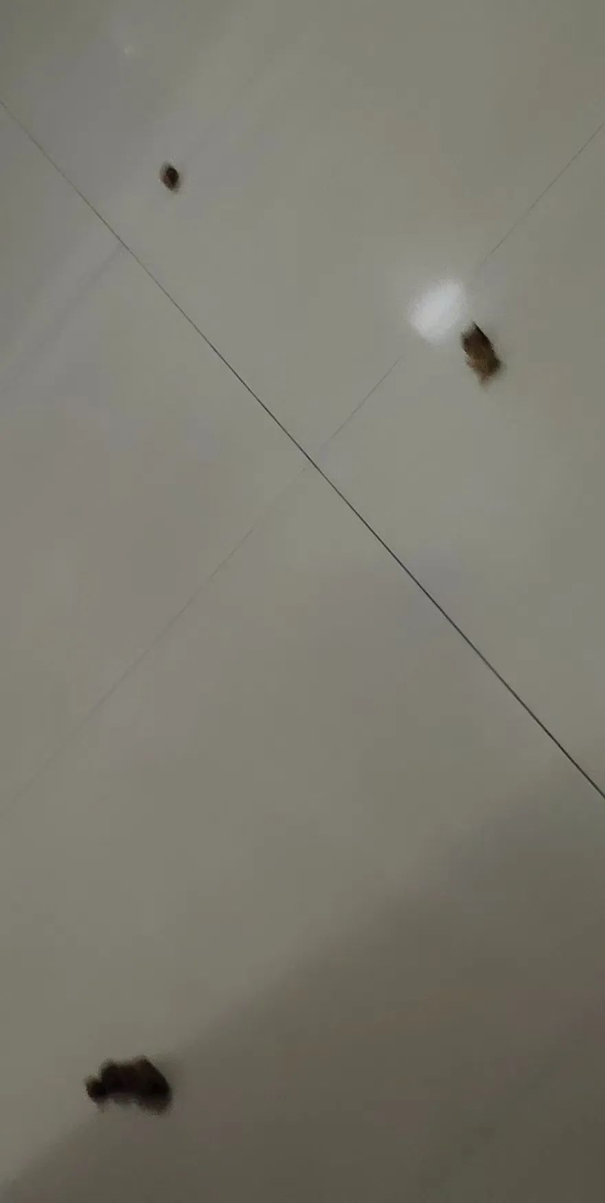 图片大全小区楼门口有狗屎图片瓷砖上狗屎狗尿的照片一坨屎照片在图片