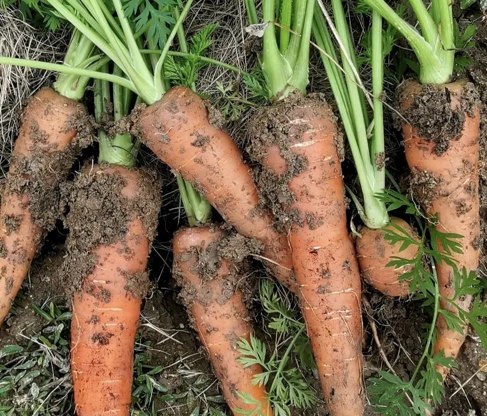这些胡萝卜,通常是刚从地里挖出