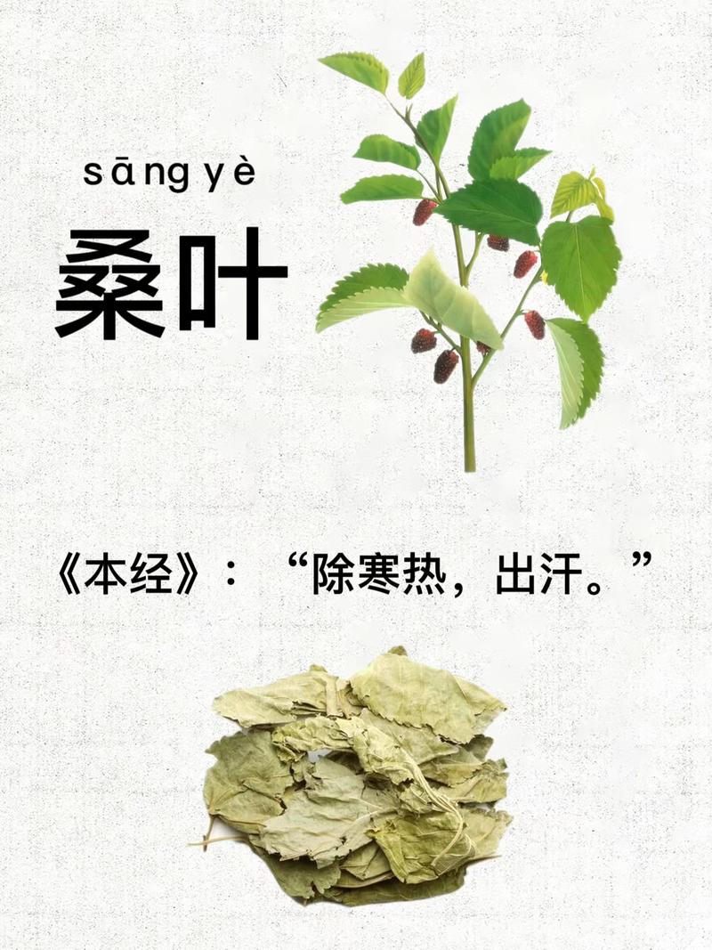 中药之秘在于量,桑叶9克发汗,30克止汗