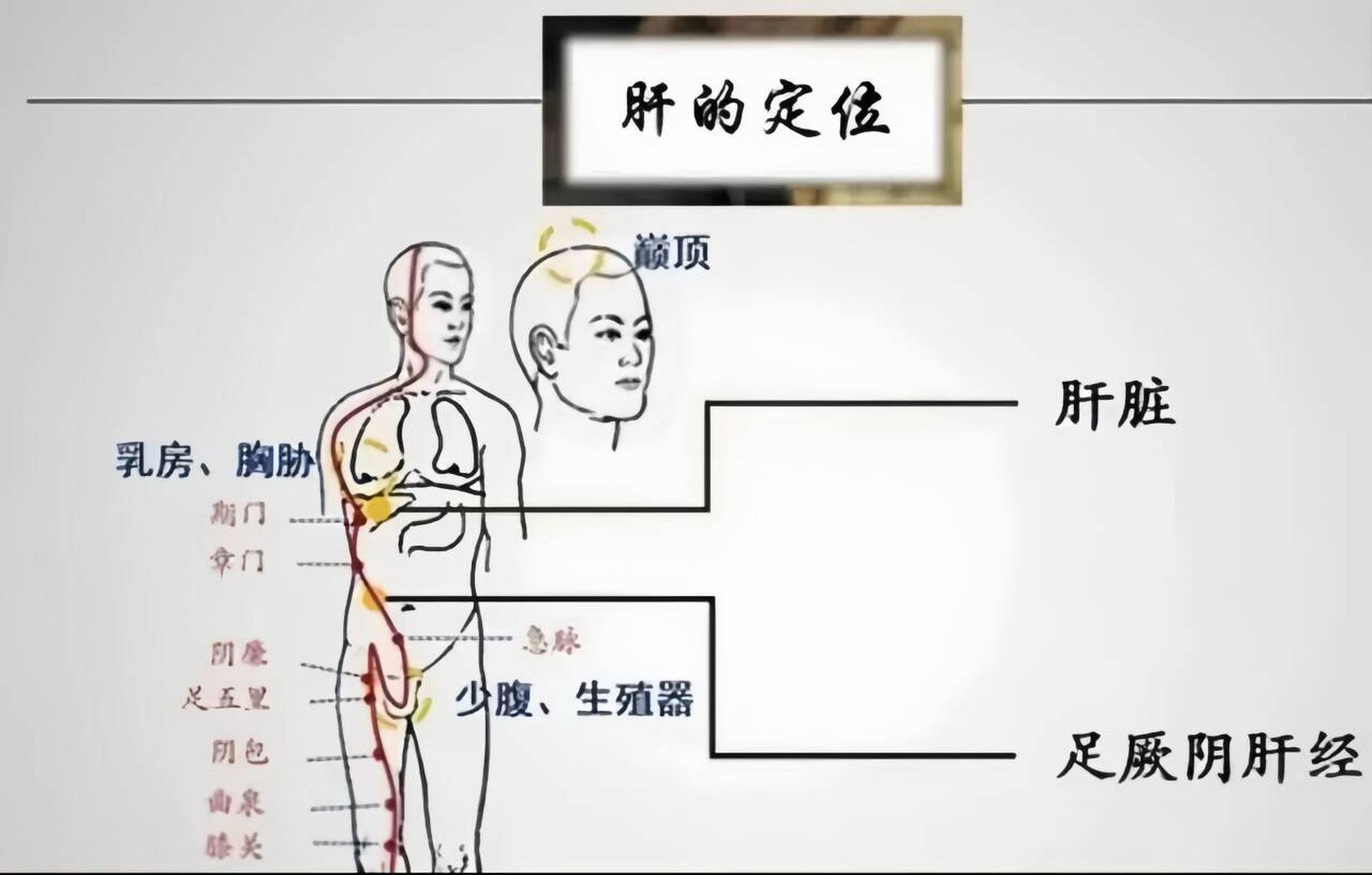 肝经在全身的经络图图片