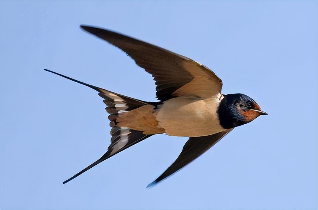 回顾:燕子年年飞往南方过冬,"南方"究竟在哪?原来很多人理解错了