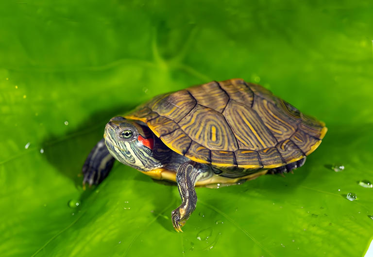 巴西龟,学名为红耳龟,原产于美国中部至墨西哥北部