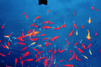 回顾:一共被人钓起63次的鲤鱼,被誉为"人民的鱼",死后还登上报纸