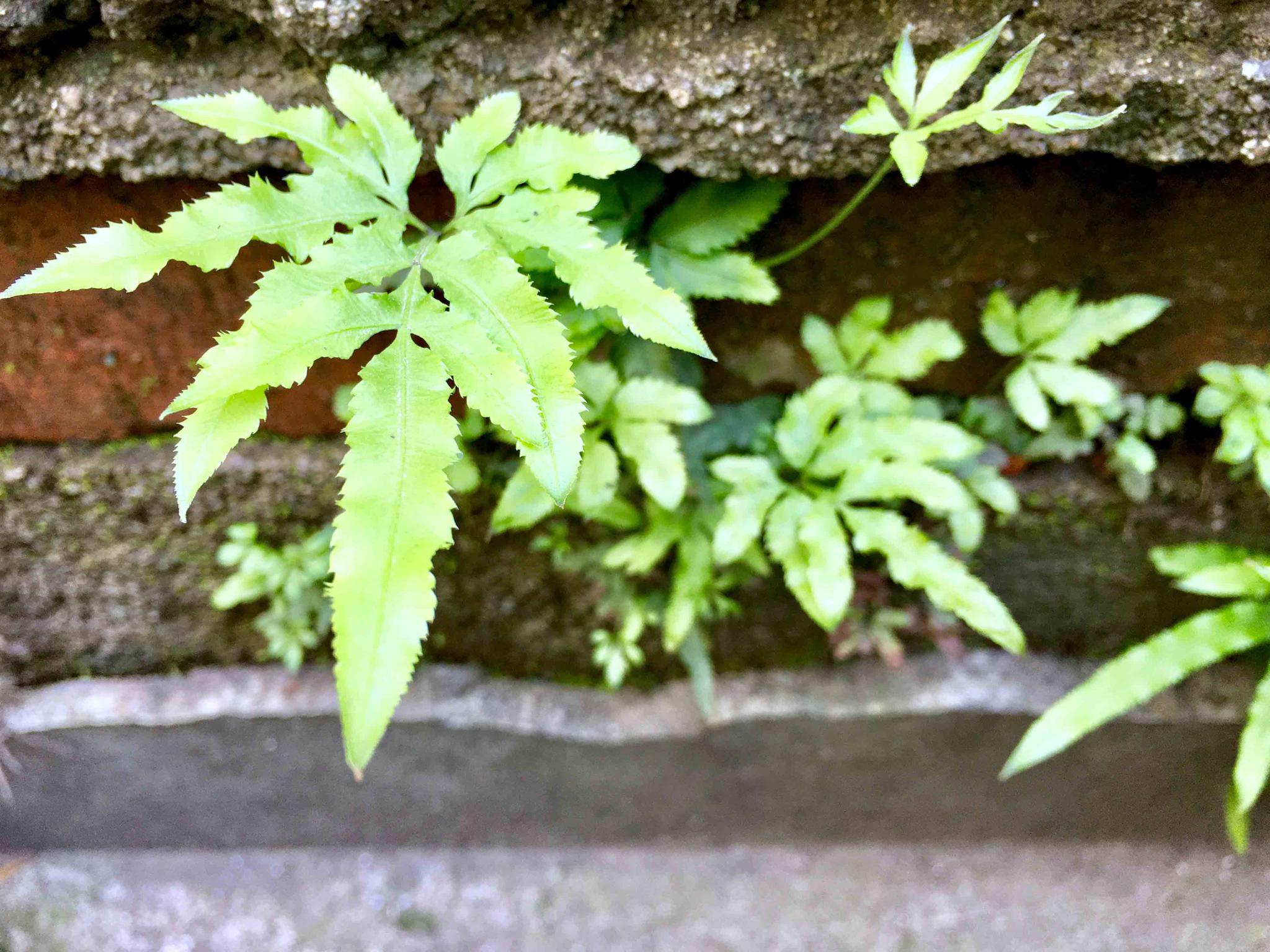 鲤鱼尾草中药的图片图片