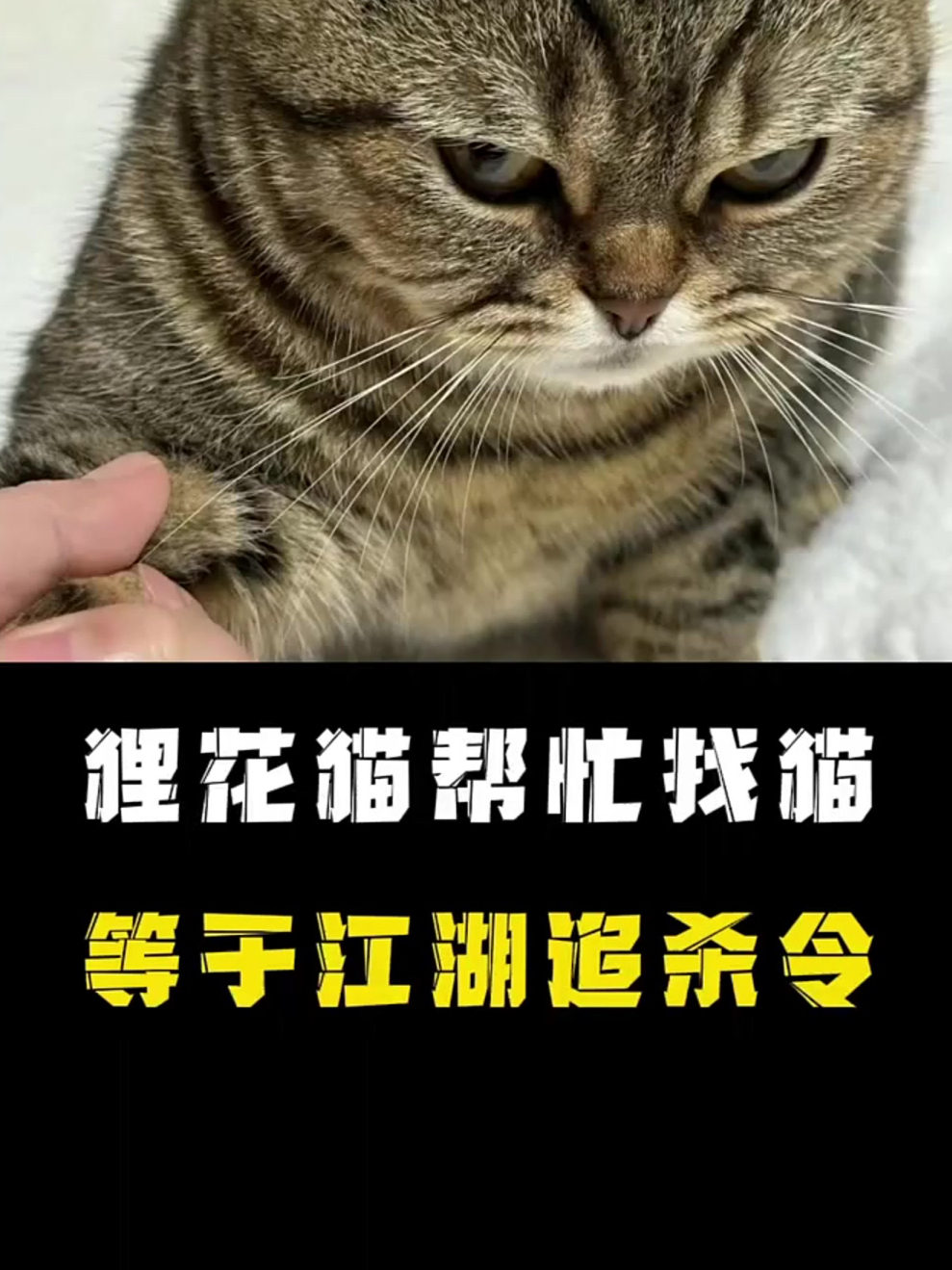 猫丢了千万别让狸花猫帮忙找,那等于是发布了江湖追杀令!