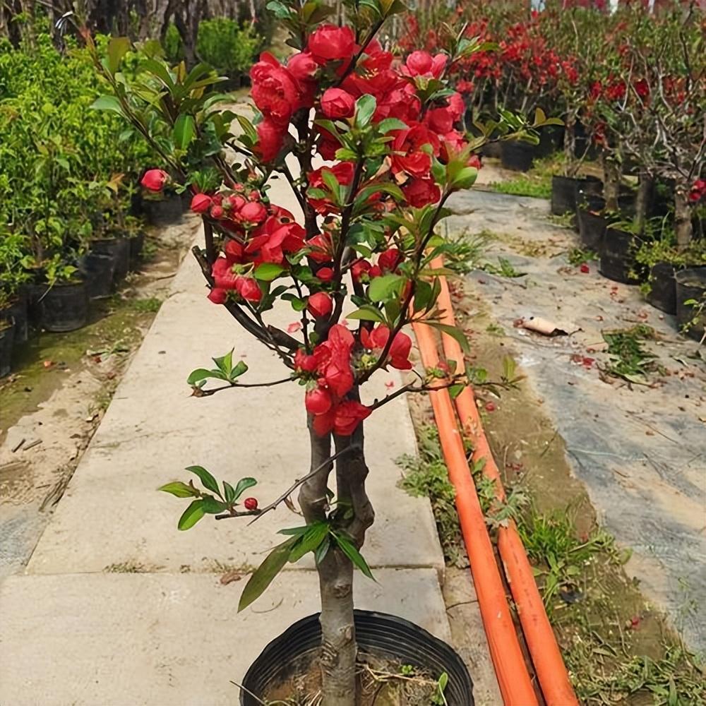 垂丝海棠植物名片图片