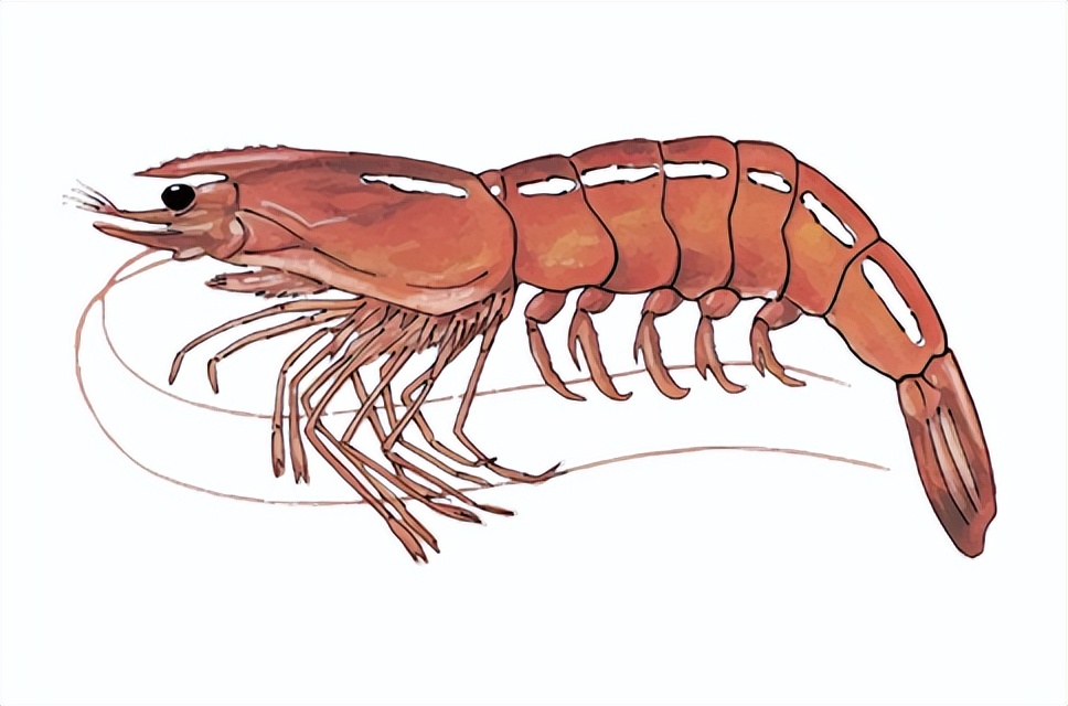 这是什么虾?一起认识餐桌上常见的虾子种类