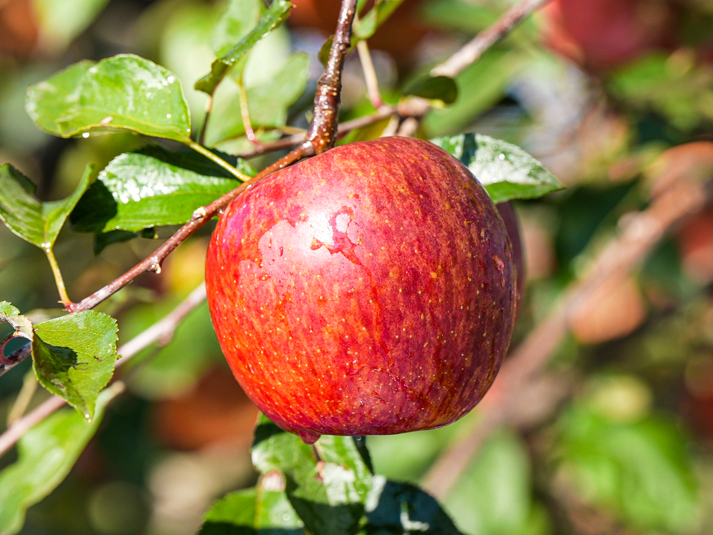 冬季吃水果有讲究,这6种水果营养丰富又美味,有没有你的钟爱?