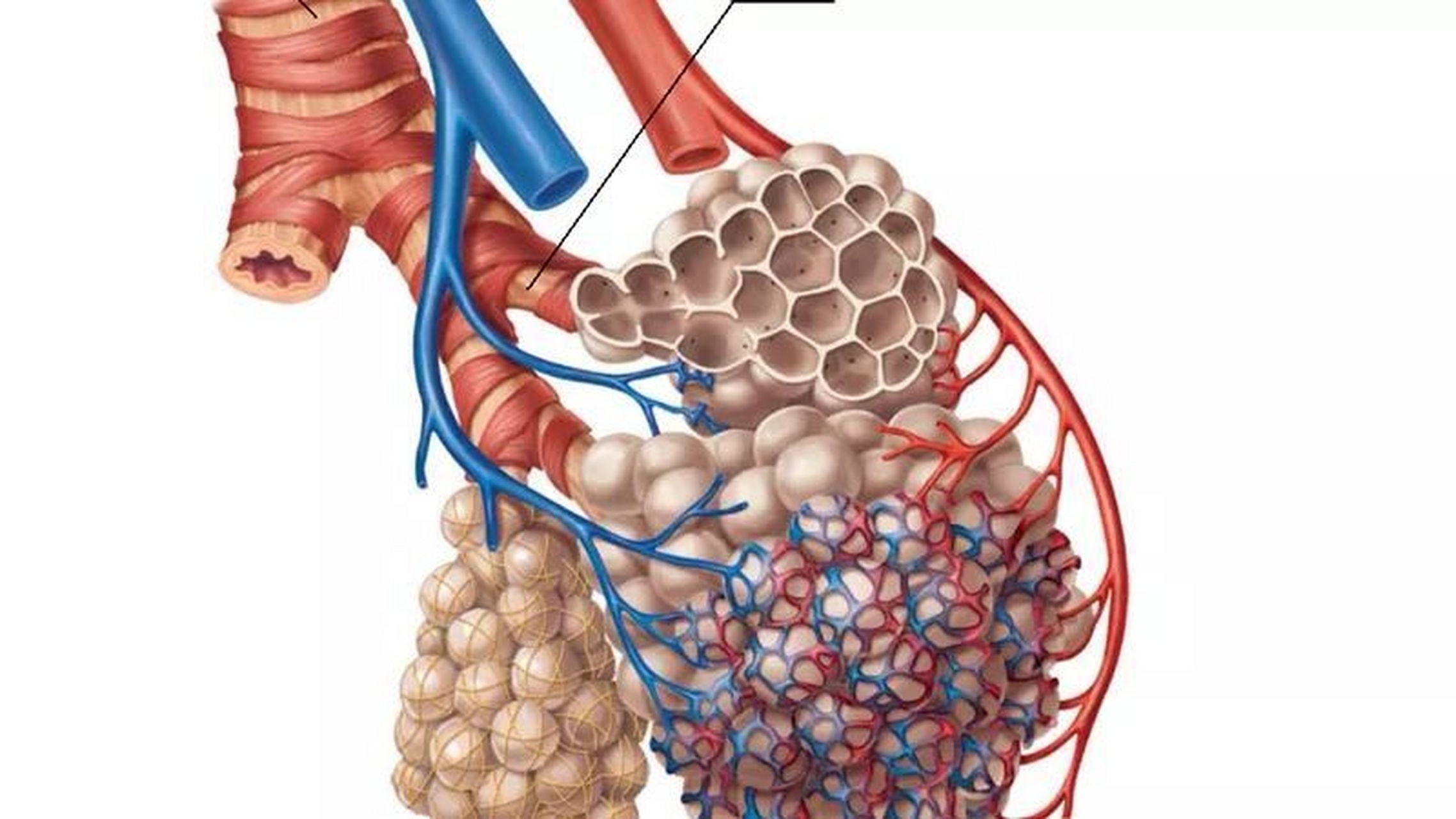 肺泡解剖结构图图片