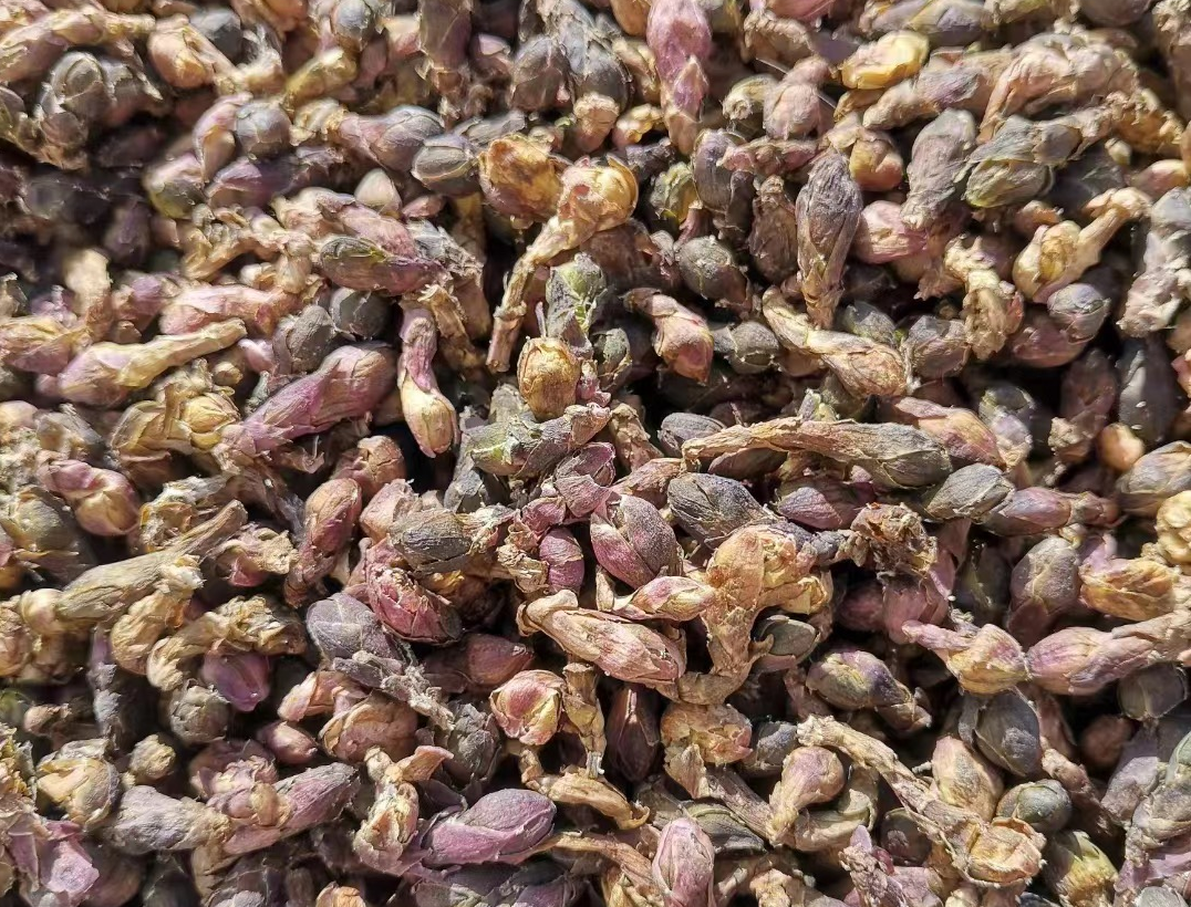 款冬花,一种不畏严寒的奇花!