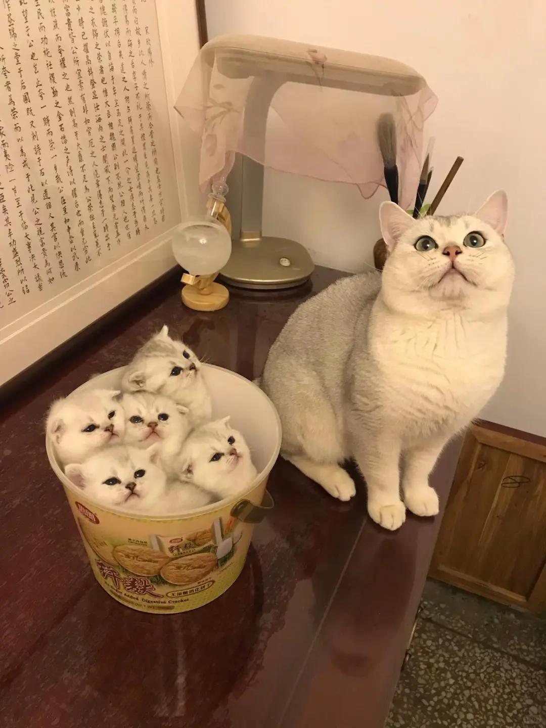猫咪呕吐红色液体是何病症?如何正确养护