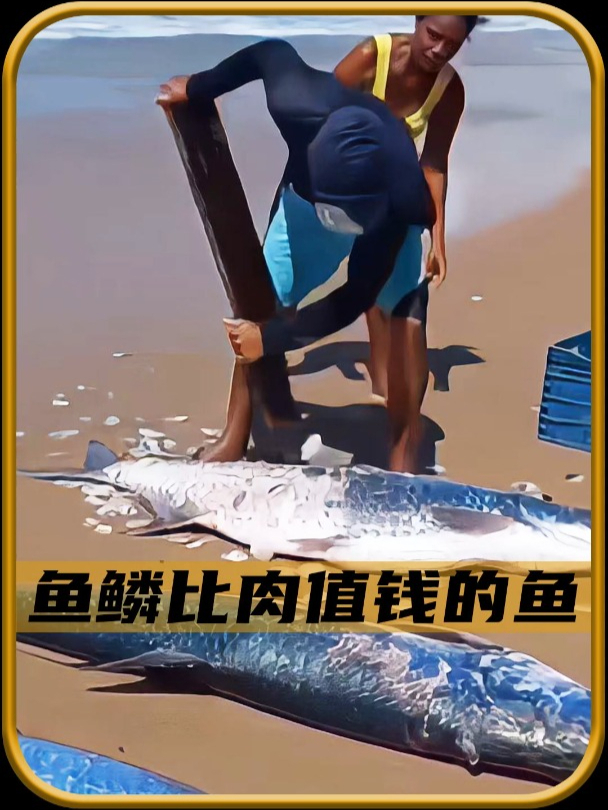 世界上唯一一种鱼鳞比肉值钱的鱼,比一个成年人还大!