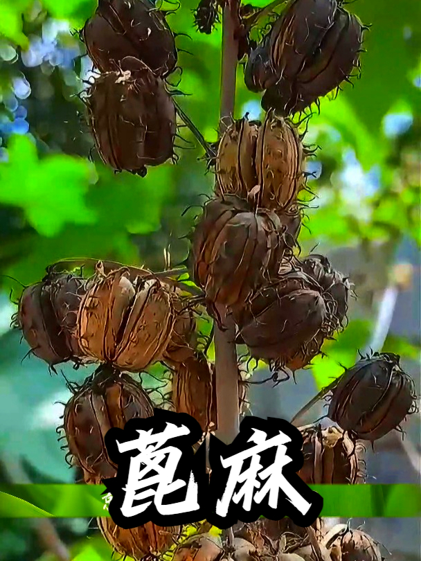 红蓖麻的作用图片