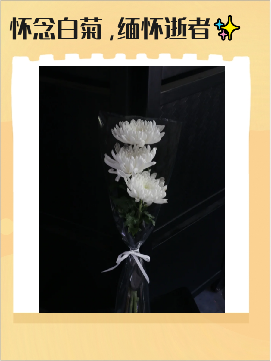 白菊花常被用来表达对逝者的哀思与怀念,它们纯净