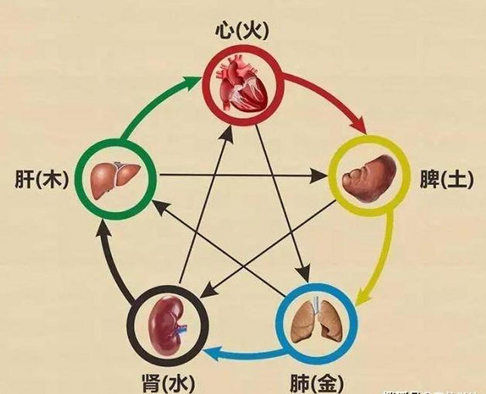 心与肝的关系图解图片