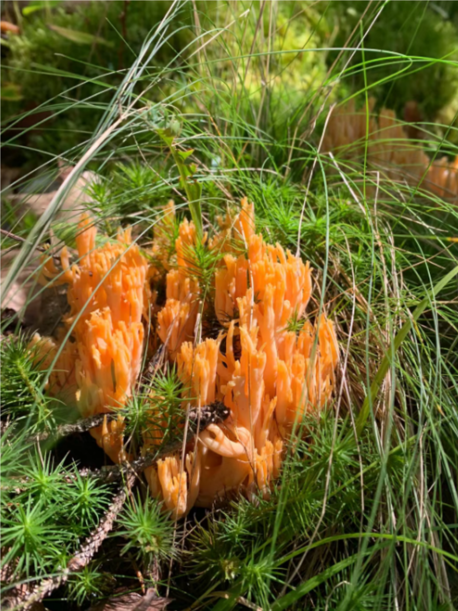 本文将带你一览各种菌类的美丽与独特,一起探索这些小生命的奇妙之处