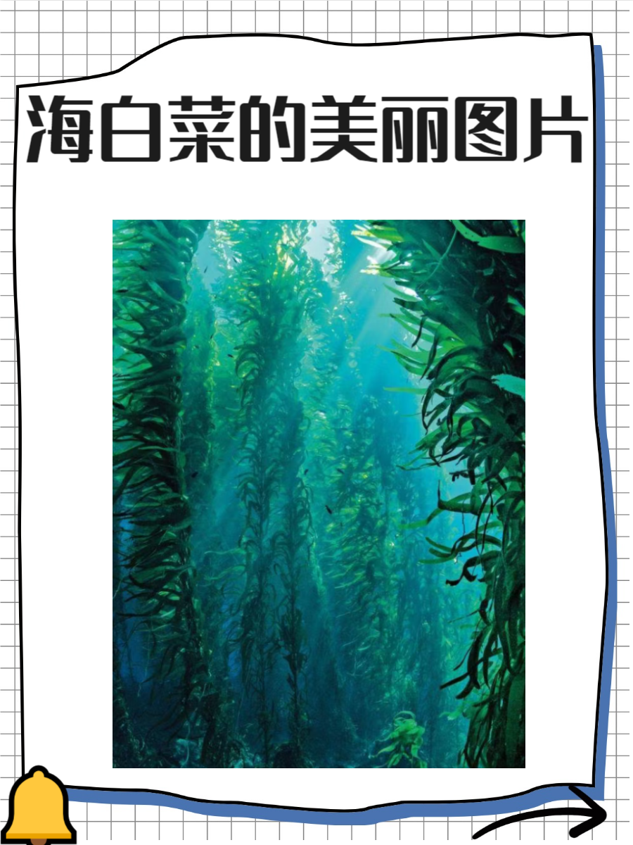 海白菜图片,快来了解一下吧