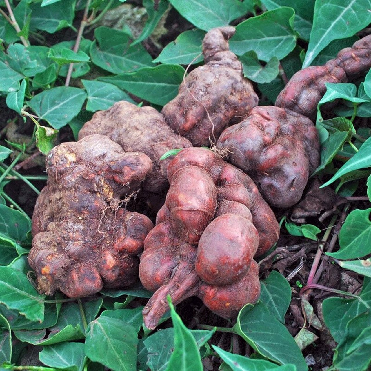 何首乌又名夜交藤,紫乌藤,农村老人叫它"黑发草",你认识吗?