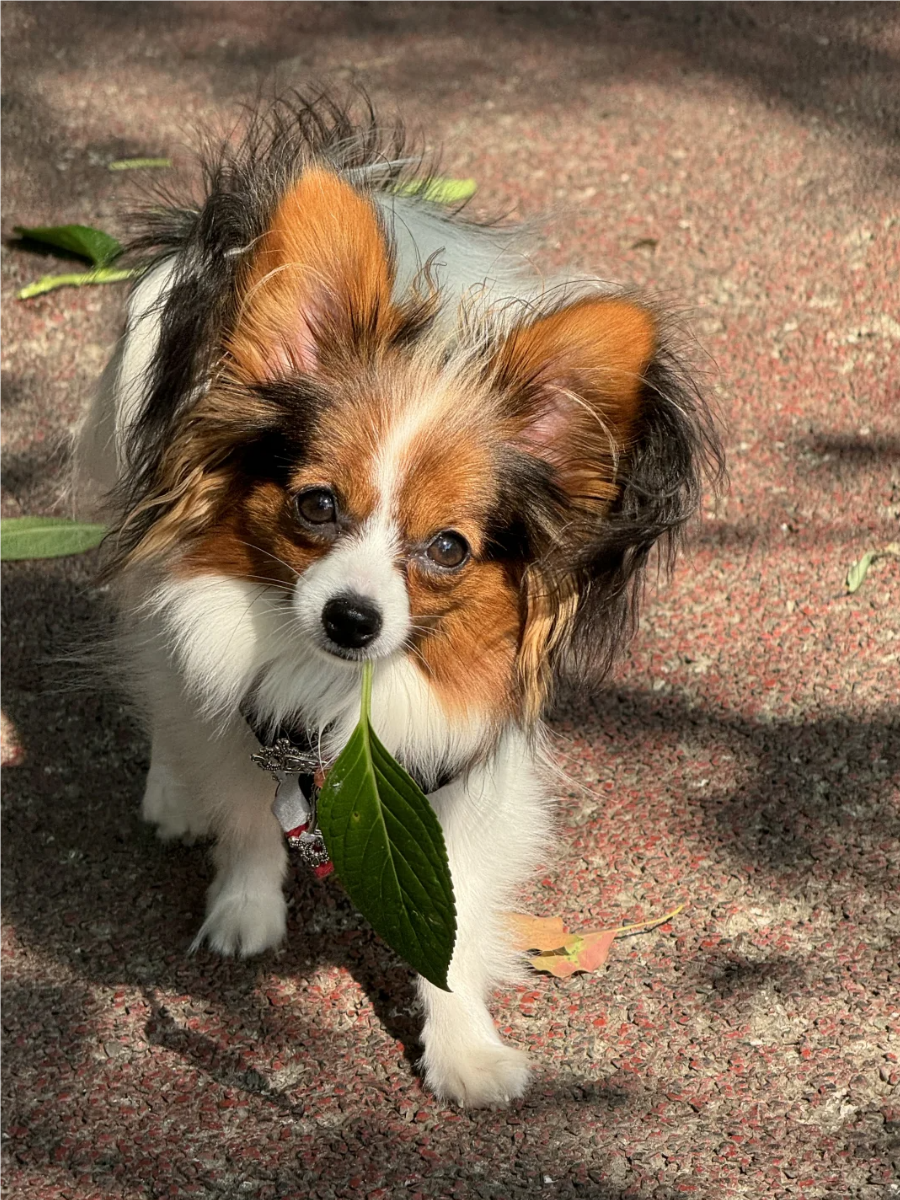 蝴蝶犬是一种以优雅外观和活泼性格著称的小型犬,它们