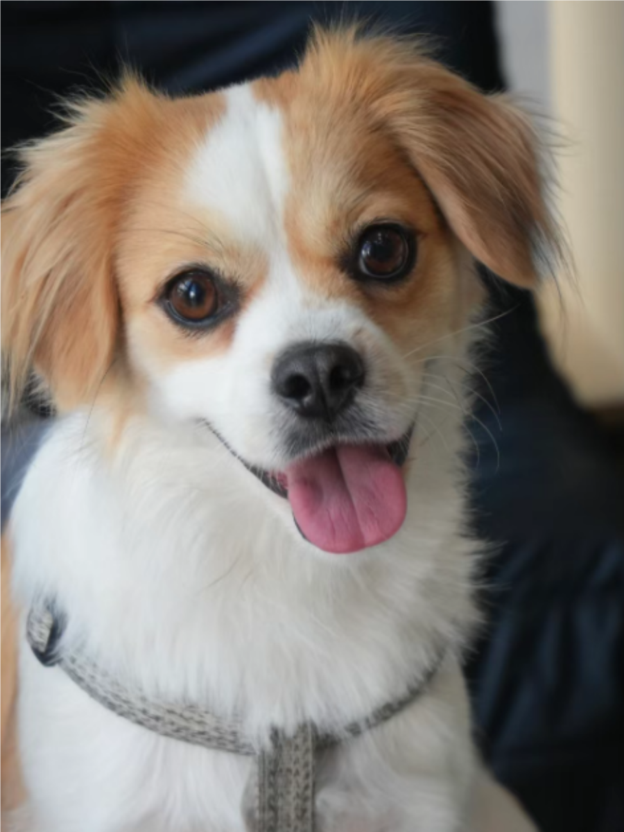 本文将为您呈现多幅关于蝴蝶犬的图片描述,带您感受它们的可爱魅力!