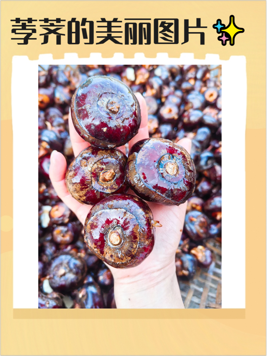 荸荠是一种常见的水生植物,其圆润的外形和清新的色彩让