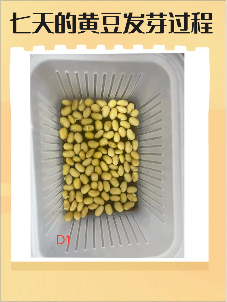 黄豆发芽的过程七天图