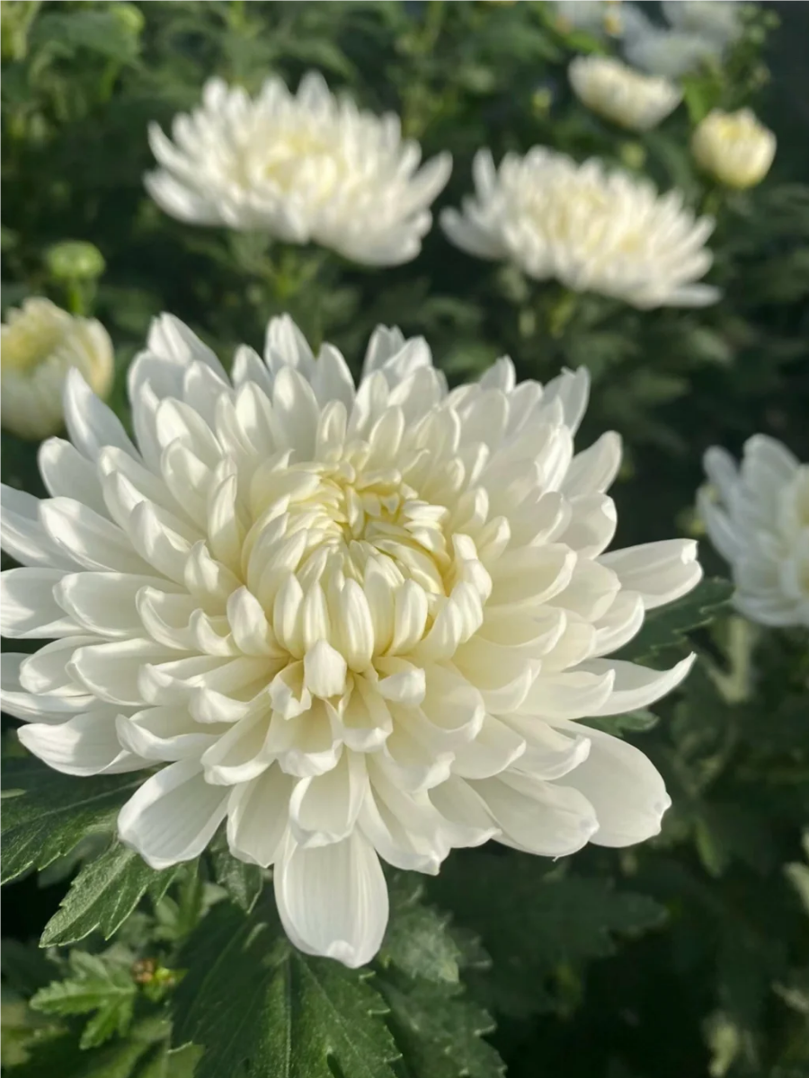 白菊花常被用来表达对逝者的哀思与怀念,它们纯净