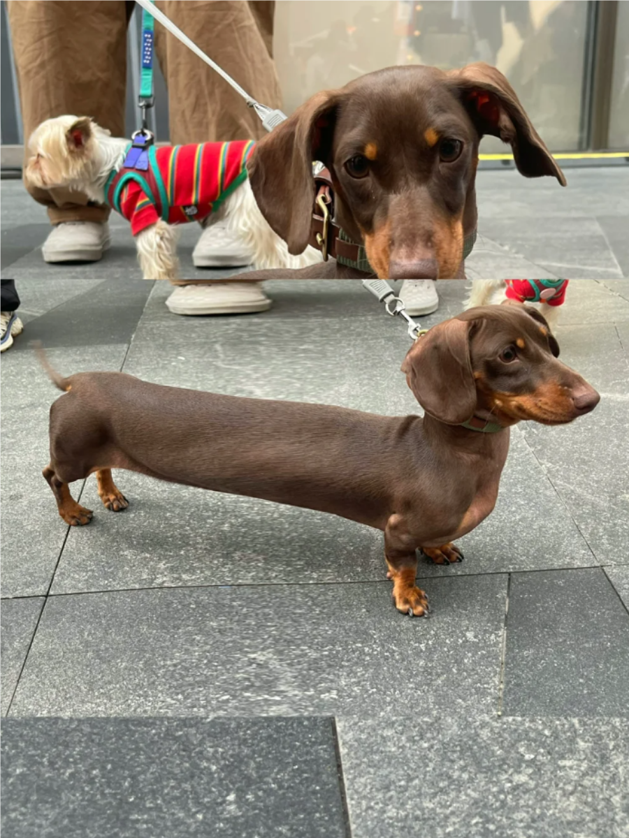 腊肠犬是一种小巧,机灵的犬种,拥有长而低矮的身躯和迷人