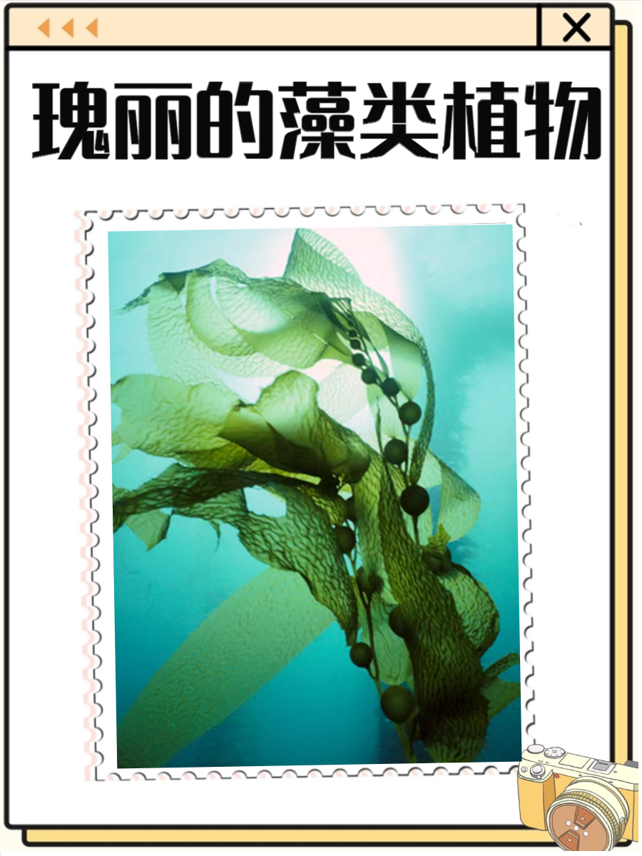 藻类植物以其丰富的种类和多样的形态,展现了大自然的
