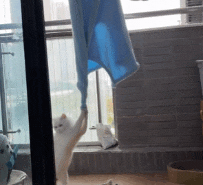 小猫突然在家跳起了芭蕾,主人正准备好好欣赏