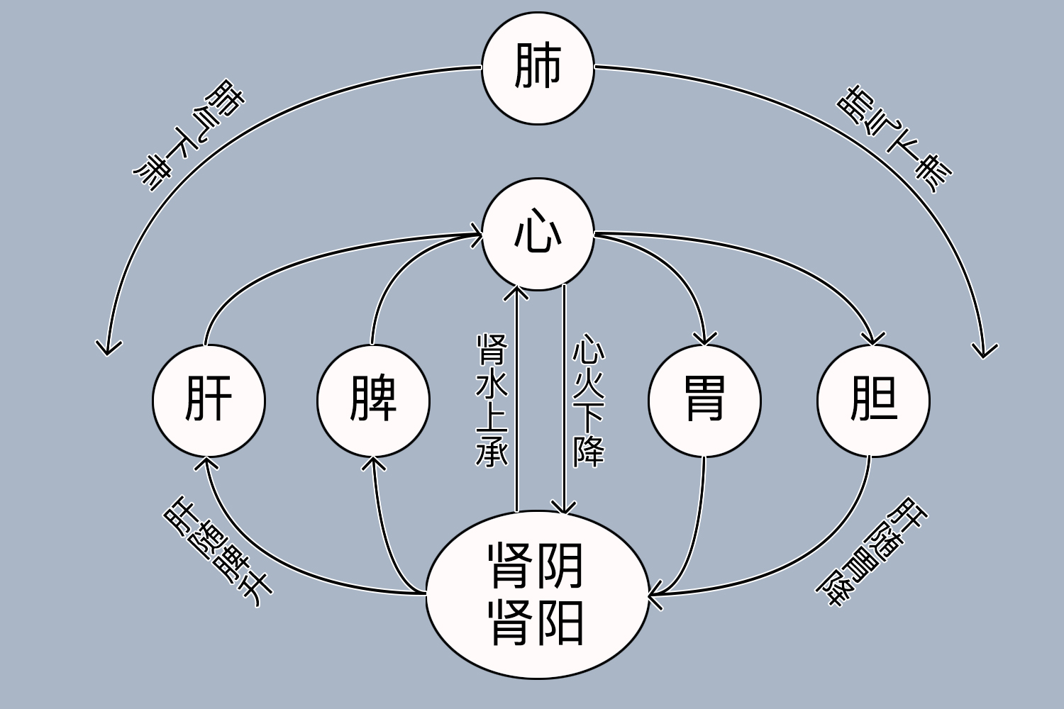 五脏气血循环示意图图片