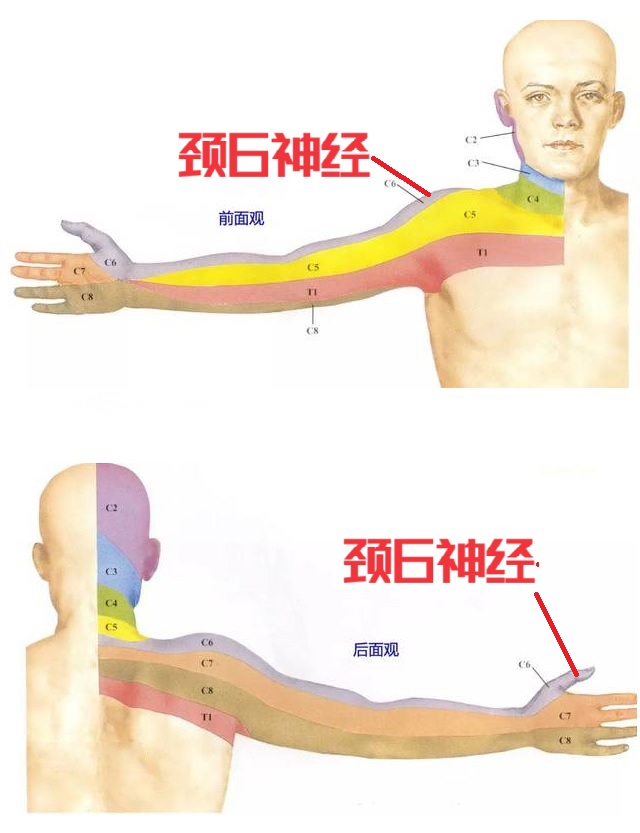 颈椎神经支配对应口诀图片