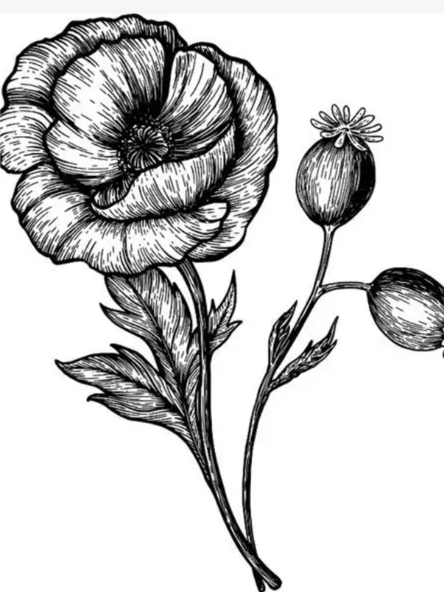 通过本文,我们将一同感受罂粟花简笔画的艺术魅力,探索如何以最简洁