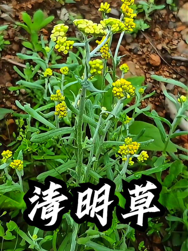 清明草也叫鼠曲草,拿它煮水饮用,可以缓解嗓子不适