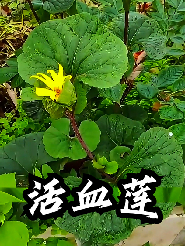 活血莲也叫大吴风草,有时候感觉手脚冰凉,可以吃点活血莲缓解