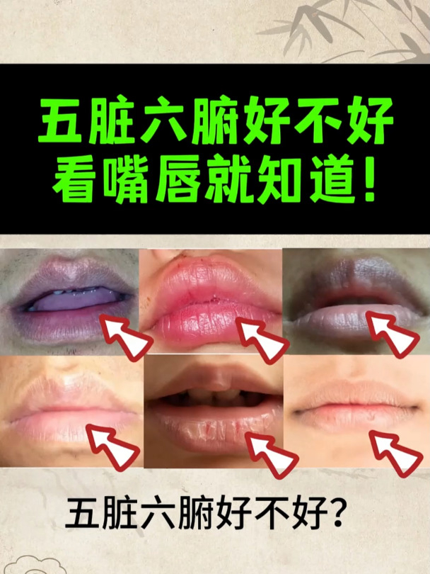 唇部对应的五脏六腑图图片