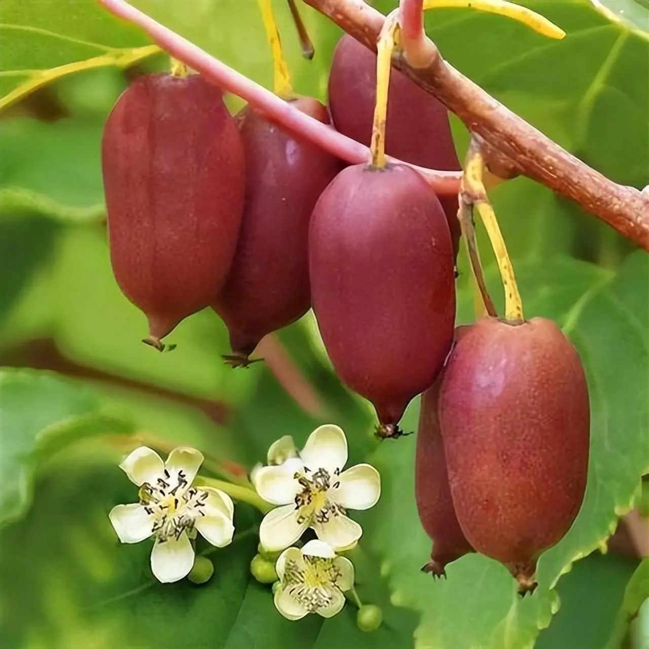 农村小型致富项目有哪些(适合农村的致富小项目有哪些) 农村小型致富项目有哪些(适合农村的致富小项目有哪些)