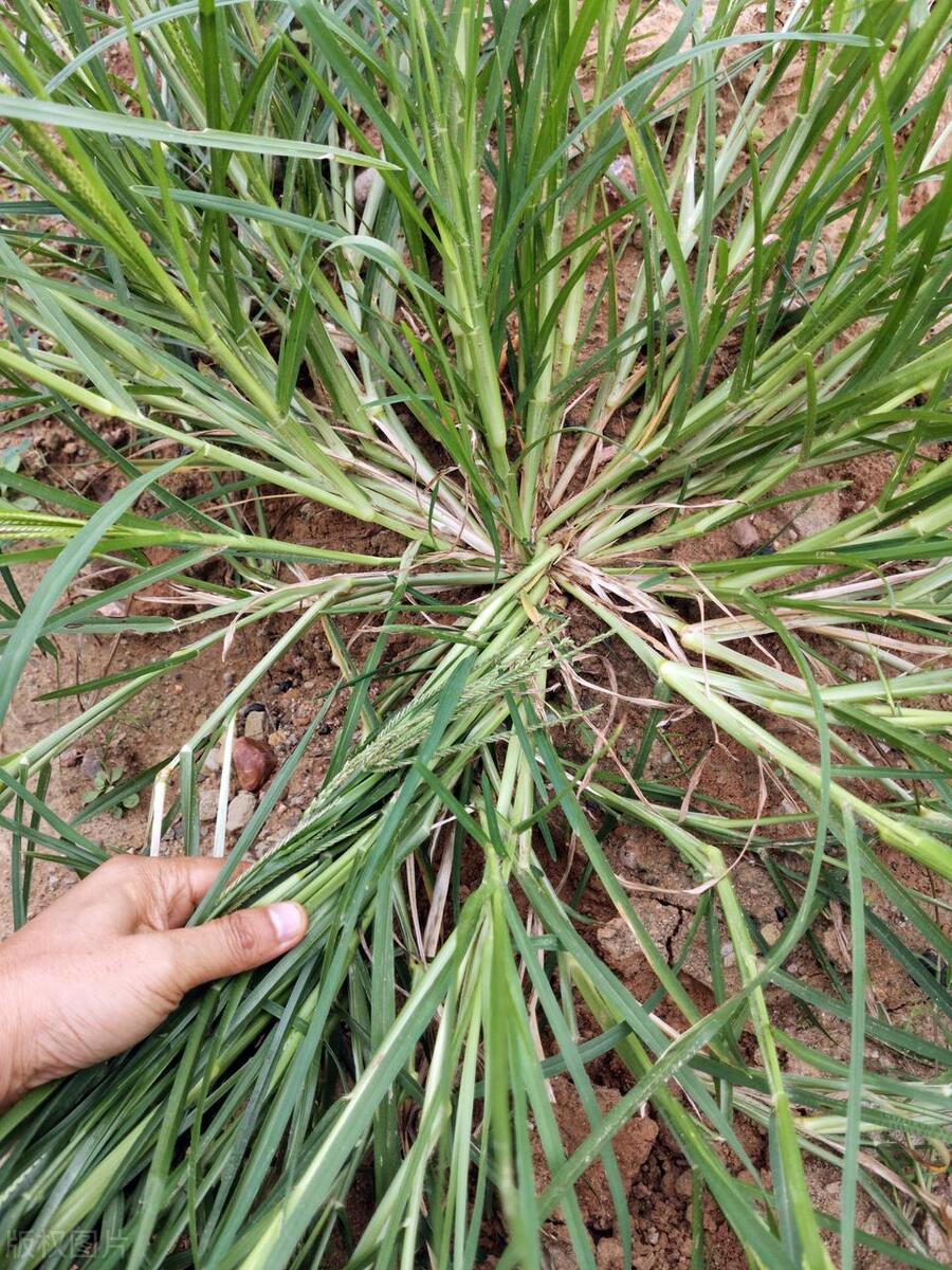 路边草巧妙搭,治疗多种风湿疼痛