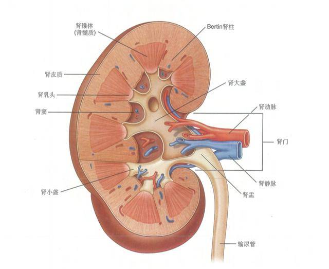 肾窦的结构图片