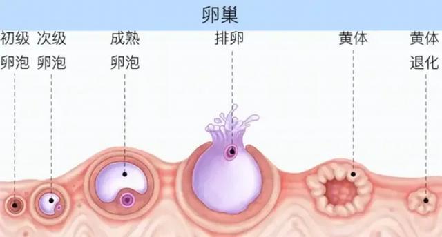 卵泡破裂是什么原因造成的(卵泡破裂是什么原因造成的呢)  第2张