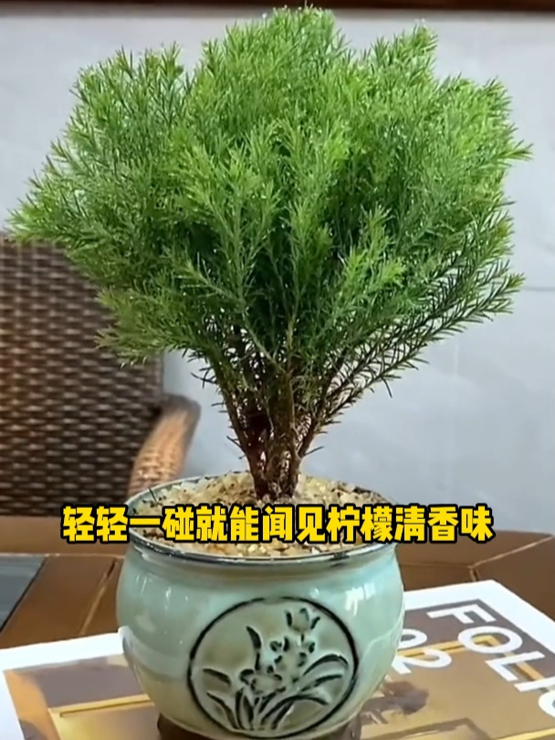 盆栽雾凇寓意图片