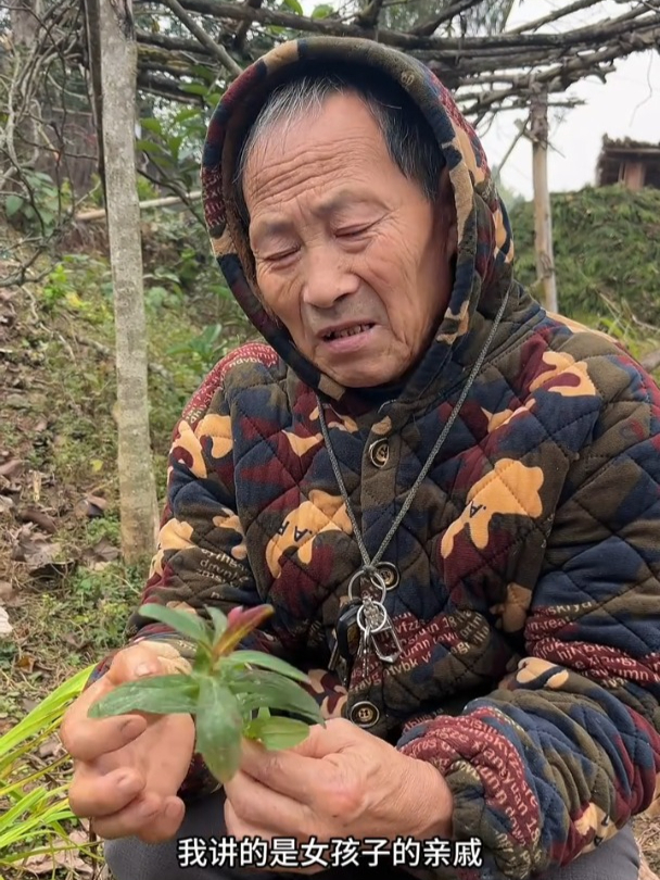 对月草图片及功效图片