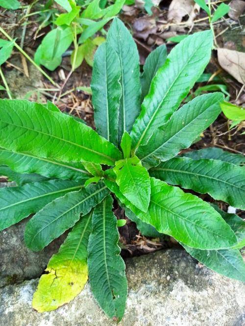 客家传统煲汤秘方,不仅能增强免疫力,还能清热解毒,祛风除湿