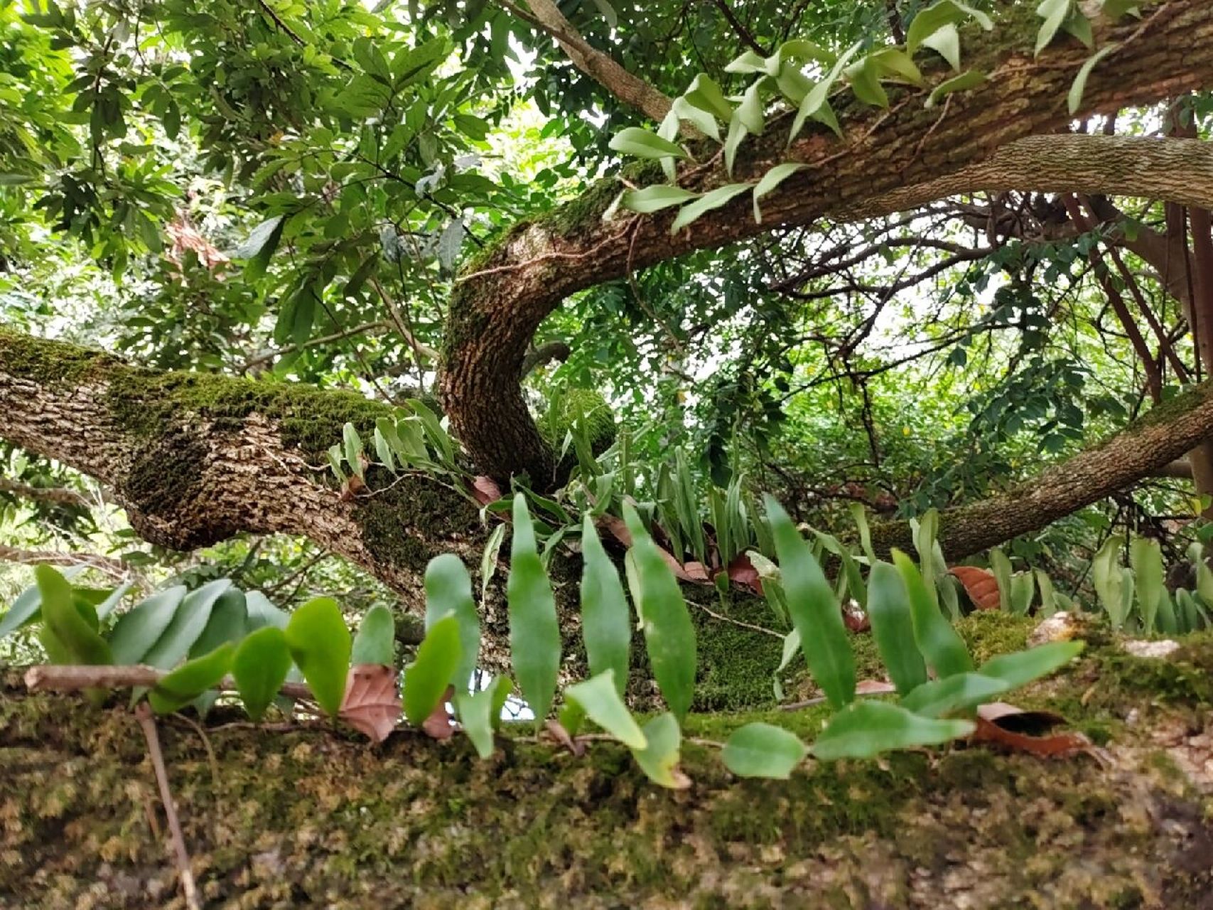 猴子背带草药的功效图片