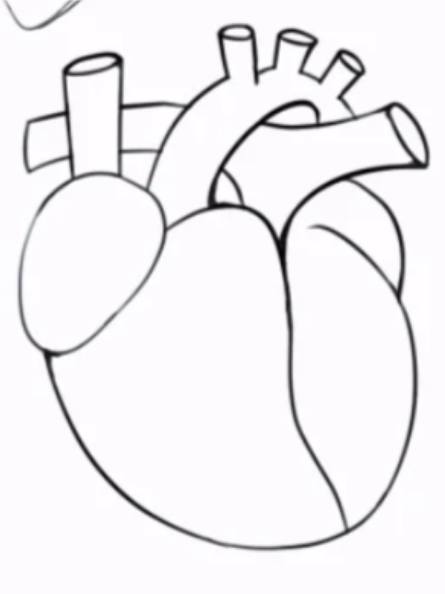 心脏作为人体的核心器官之一,承载着生命的力量