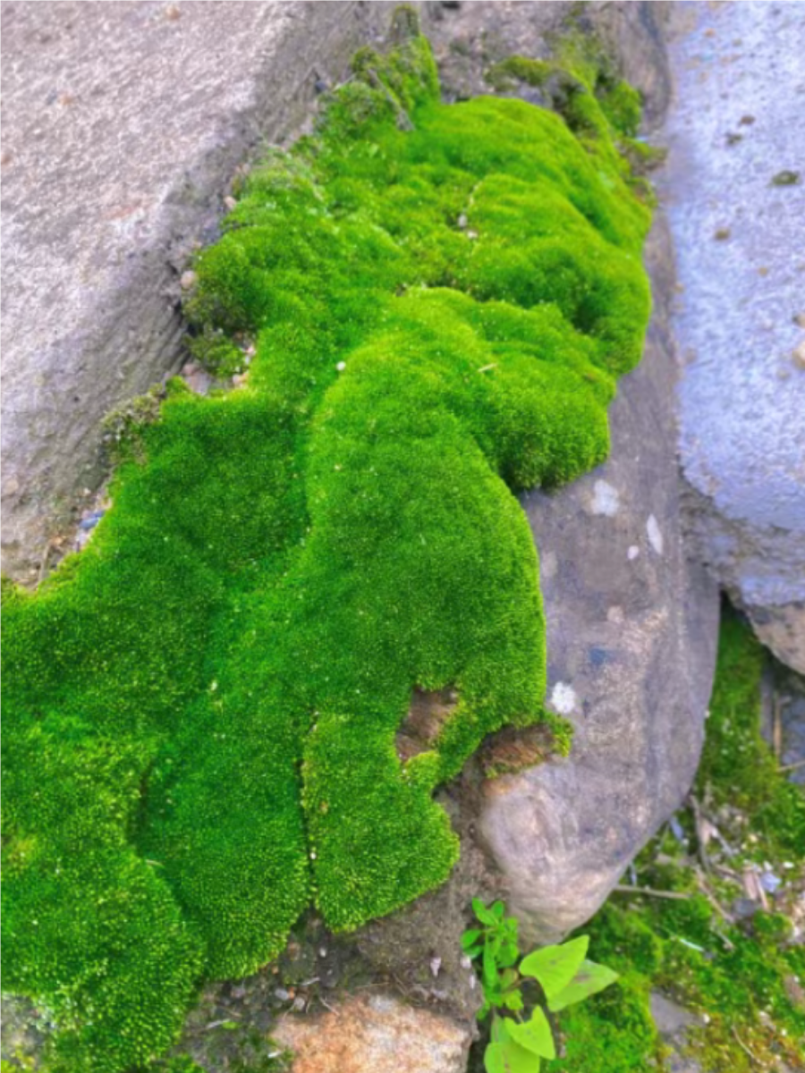 苔藓植物门代表植物图片