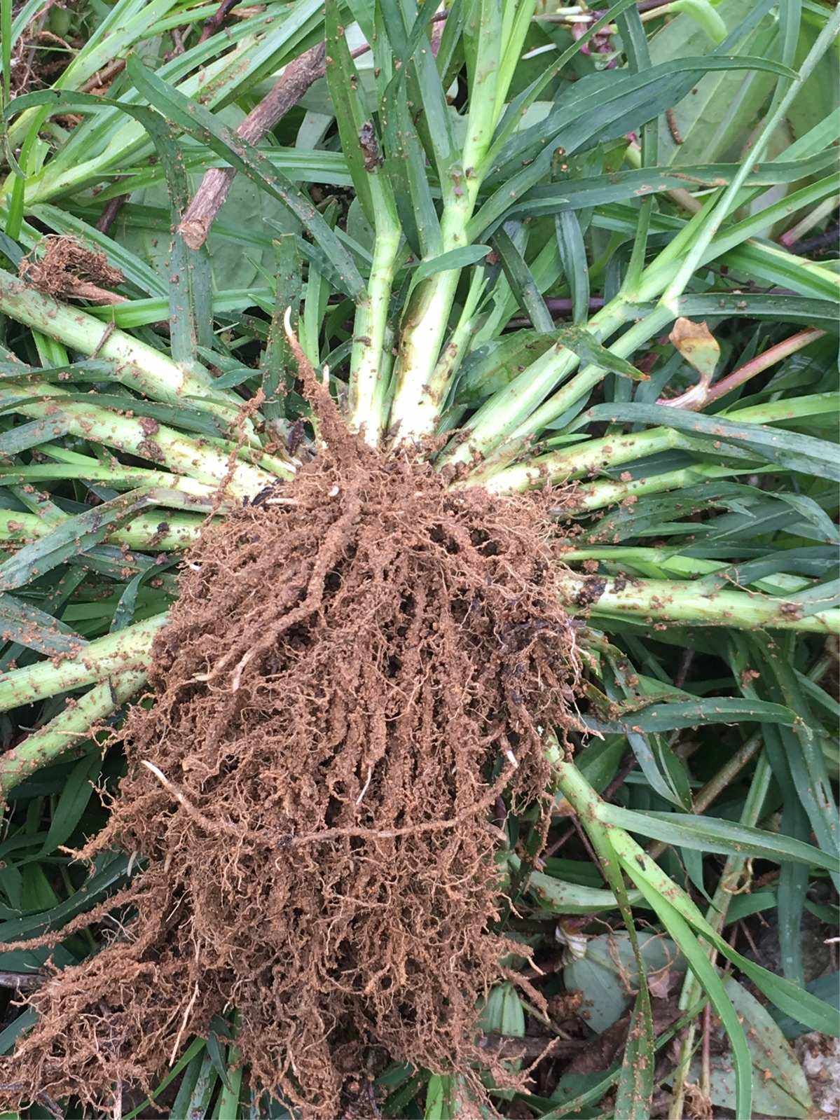 牛筋草别名千人拔蟋蟀草常见害草却有3大妙用用好是宝