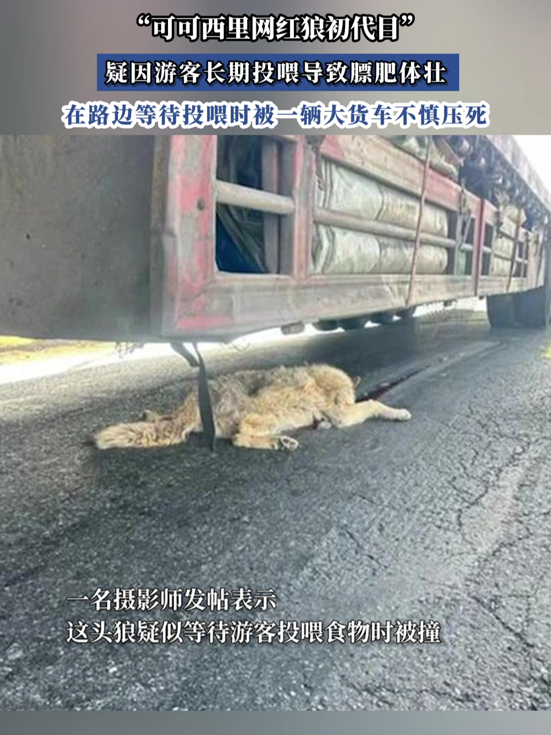 有网友爆料称,"可可西里网红狼初代目"被大货车压死