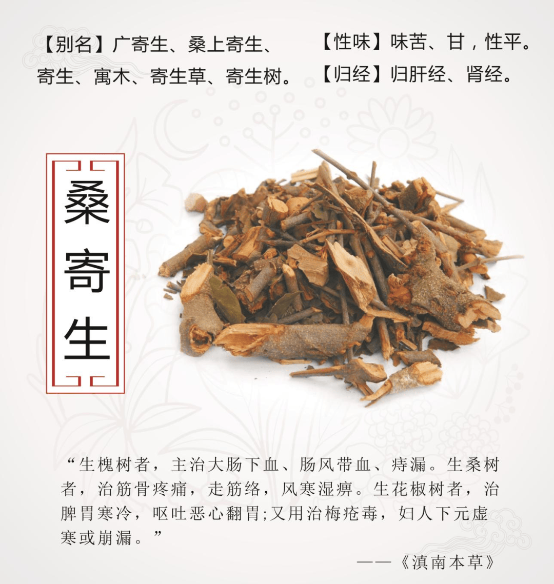 北桑寄生药用价值图片