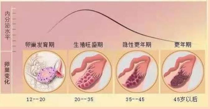 雄性激素和雌性激素图片